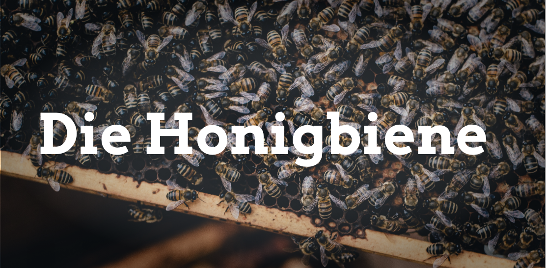 Die Honigbiene