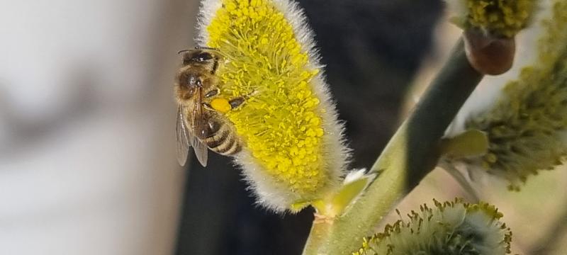 Biene auf Saalweide